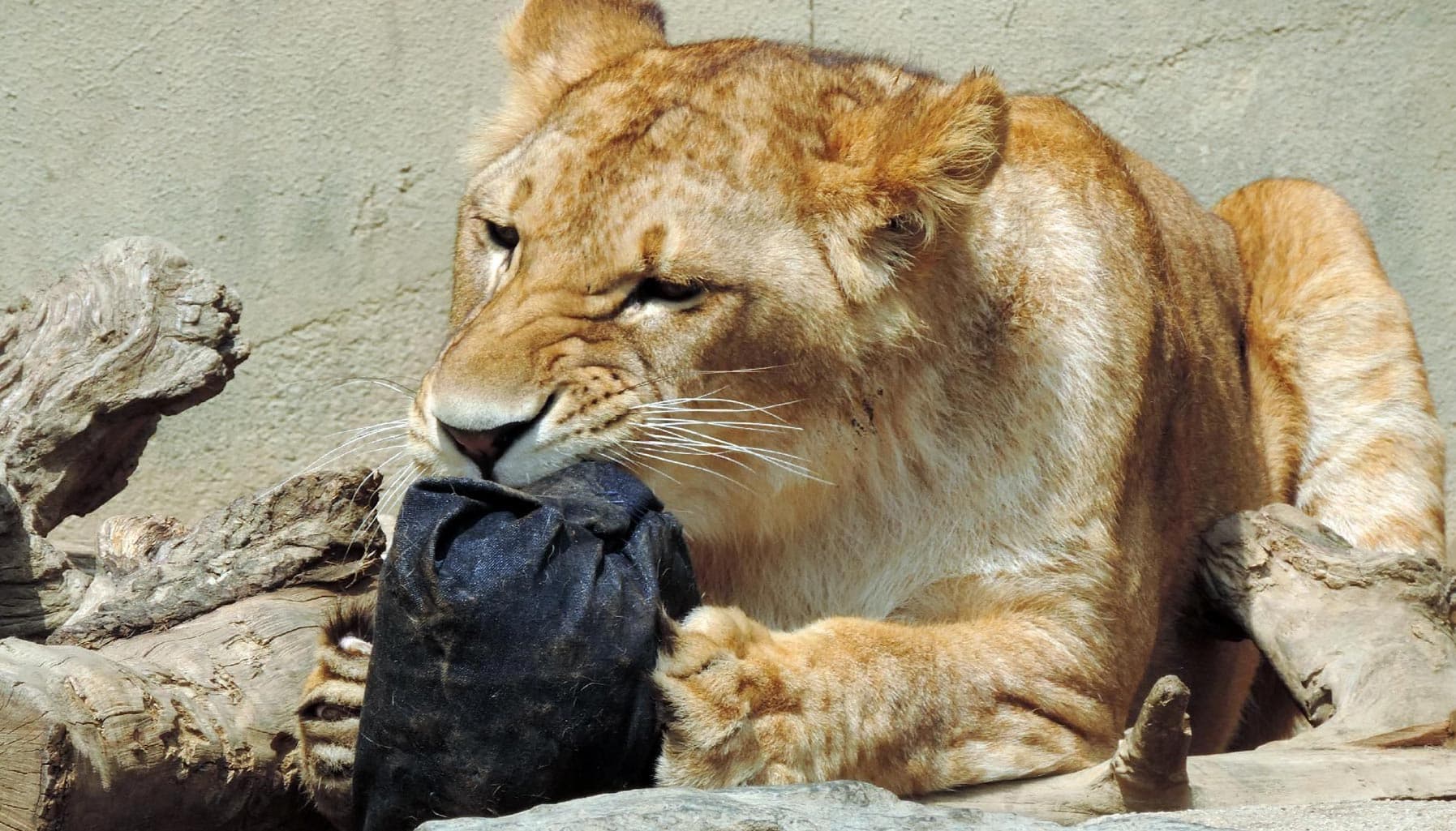 Phiên đấu giá những chiếc quần Zoo Jeans đầy nghệ thuật tại Nhật